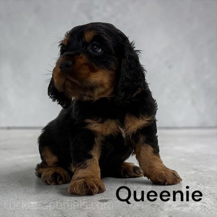 puppy, for, sale, Cocker Spaniel, Joe & Cherri  Overlease, dog, breeder, Miller, MO, dog-breeder, puppy-for-sale, forsale, nearby, find, puppyfind, locator, puppylocator, aca